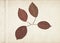 Leaves of apple tree. Vintage herbarium background on old paper.