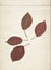 Leaves of apple tree. Vintage herbarium background on old paper.