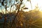 The leaves of the Apple trees in frost at sunrise