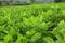 Leaves of Arachis hypogaea L. In the morning sunlight