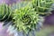 Leaves of Araucaria araucana, native tree of Chile and Argentina