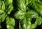 leaves of an aromatic basil plant used in many recipes of Medite