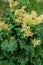 Leaves and arrows of rhubarb flowers growing in the garden