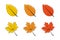 Leaves. Autumn leaf vector icons. Leaves maple. Leaf different color. Autumn leaves maple. Vector illustration
