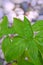 Leaves of Basil plant with grey and white pebble stones in the background