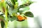 Leaves of beautiful Goldfish plant, closeup view