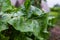 Leaves of beetroot. Dew on beet leaves. Closeup beetroot leaves from garden bed