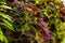 The leaves of the begonia, begonia background