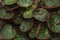 The leaves of the begonia, begonia background.Leaf of Begonia rex plant, Emerald Giant.