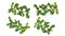 Leaves of Bergamot tree or kaffir lime leaves isolated on white
