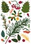 Leaves and Beriies, Sprigs of Sea Buckthorn, Rowan, Viburnum, Pine, Floral Seamless Pattern, Seasonal Decor Vector
