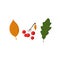 Leaves and berries. Autumn illustrations. Isolated objects on white