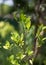 Leaves and berries of the plant Erythroxylum coca in botanical garden of plants and spices in Sri Lanka