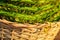 Leaves of betel in a basket