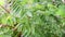 leaves of Bilimbi (Averrhoa Bilimbi) tree, a tamarind variety