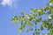 Leaves in a birch