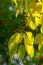 Leaves of bird cherry tree - in Latin Prunus maackii, also Padus maackii - in autumn sunny day, focus at the leaves, soft focus p