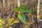 Leaves of a black cottonwood, Populus trichocarpa