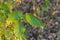 Leaves of a black cottonwood, Populus trichocarpa