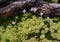 The Leaves and blossom of a Carnivorous Plant (Pinguecula Esseriana). Botanical Garden, KIT, Karlsruhe, Germany, Europe