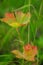 Leaves-bowls in the thickets of grass in the meadow