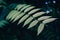 Leaves branch fern dark moody colors close up