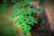 Leaves on a branch of a moringa plant in the blurred background