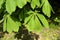 Leaves and branches of a tree chestnut