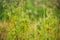 Leaves and branches of a young European birch tree on the background of a blurred spring forest. Daylight illumination