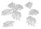 Leaves breadfruit line single leaf and leaf pattern black Bring to color decorate on white background