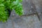 Leaves of broadleaf suplir, adiantum radianum, in the corner of an indoor garden