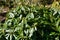 Leaves and buds of a rhododendron gomer waterer plant in march, closed rhododendron buds in early spring sun