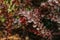 Leaves On Bush Of Berberis Thunbergii, The Japanese Barberry, Th