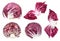 Leaves and cabbageheads of red radicchio isolated