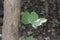 Leaves of a camel foot tree Bauhinia variegata