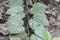 Leaves of a camel foot tree Bauhinia variegata