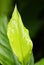 Leaves of canna indica with water drop