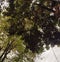 Leaves canopy at afternoon sky