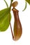 Leaves of carnivorous plant - Nepenthes