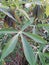 Leaves of cassava plant. Cassava is the third largest source of food carbohydrates in the tropics after rice and maize.