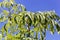 Leaves of a castor aralia, Kalopanax septemlobus
