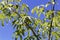 Leaves of a castor aralia, Kalopanax septemlobus