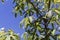 Leaves of a castor aralia, Kalopanax septemlobus