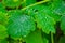 the leaves of the celandine are covered with large spherical transparent rain drops