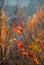 Leaves chaning color during autumn. Close up of the leaves with special focus on ornage, red colored leave