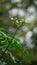 Leaves of the Chaya plant or Cnidoscolus aconitifolius with flowers