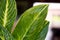 Leaves Chinese Evergreen or Aglaonema modestum