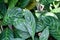 Leaves of the Chinese evergreen Aglaonema nitidum