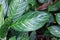 Leaves of the Chinese evergreen Aglaonema nitidum