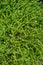 Leaves close up of bacopa monieri brahmi plant in garden